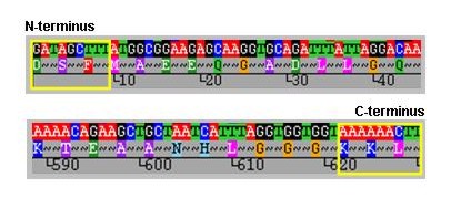 N and C termini